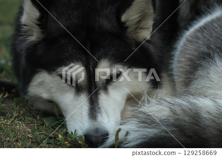 Portrait of sleeping Siberian Husky with closed eyes, soft focus 129258669