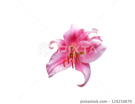 Pink lily flower isolated on white background. Blooming Asiatic lilies cut out icon 129258670