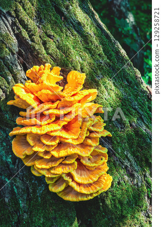 Big yellow Chicken of the woods mushrooms growing on tree bark in summer sunny forest 129258721