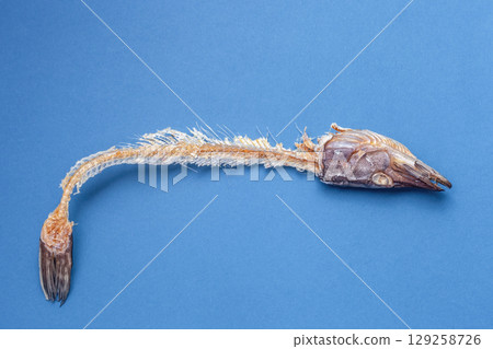 Dry fish skeleton on blue background. Dried and salted sea pike bones 129258726