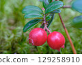 Lingonberries. Close-up of berries 129258910
