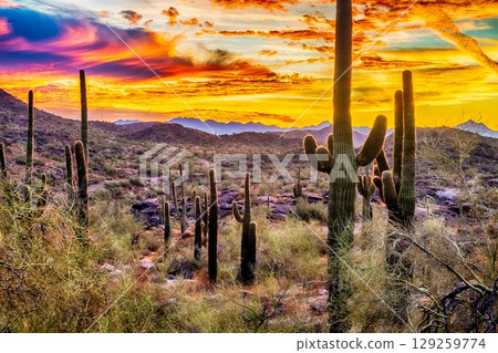 Arizona desert at sunset with Saguaro cacti in Sonoran Desert near Phoenix 129259774