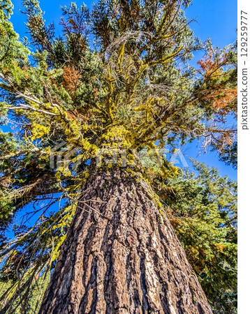 Shasta-Trinity National Forest and landscapes 129259777