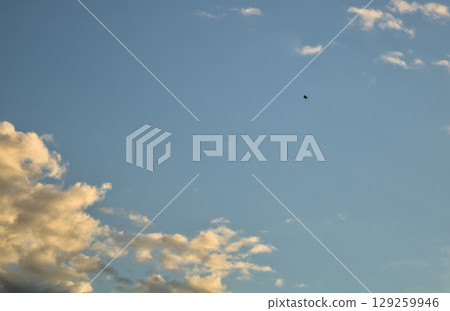 bird flying in a blue sky bird flying in a blue sky 129259946