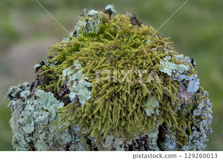 lichens on posts 129260013