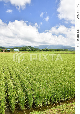 Photographing the scenery of rice paddies with ears of rice emerging in Imakane Town, Hokkaido in summer 129260279