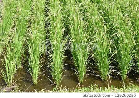 拍攝北海道今金町夏季稻穗初現的稻田風景 129260280