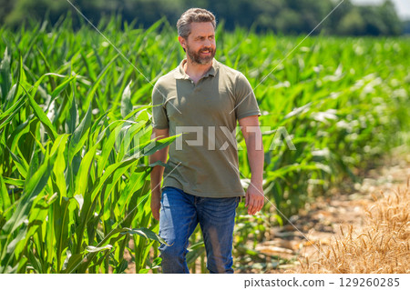 Farmer man in cornfield. Harvest crop. Cornfield farmer. Agricultural cornfield harvest season. Countryside farming. Man harvesting at crop field. Harvest man at sunny field. Faming and agriculture 129260285