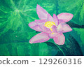 Acrylic painting of Ohga lotus flower 129260316