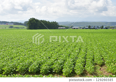 拍攝北海道今金町夏季的大豆田景觀 拍攝北海道今金町夏季的大豆田景觀 129260385