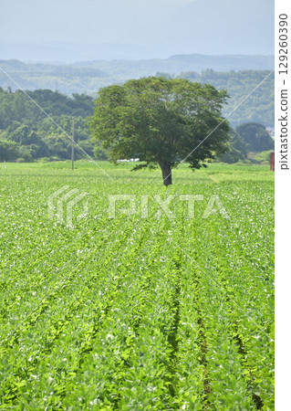 拍攝北海道今金町夏季的大豆田景觀 拍攝北海道今金町夏季的大豆田景觀 129260390