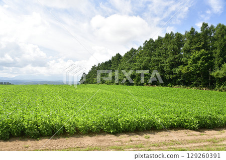 Shoot the landscape of soybean fields in Imakane-cho, Hokkaido in summer Shoot the landscape of soybean fields in Imakane-cho, Hokkaido in summer 129260391