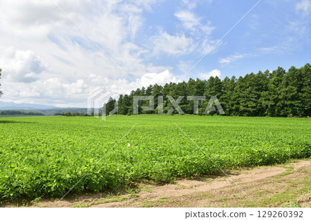 Shoot the landscape of soybean fields in Imakane-cho, Hokkaido in summer Shoot the landscape of soybean fields in Imakane-cho, Hokkaido in summer 129260392