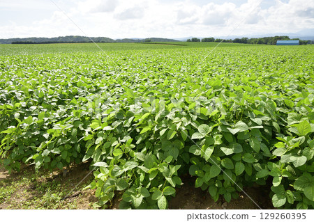 Shoot the landscape of soybean fields in Imakane-cho, Hokkaido in summer 129260395