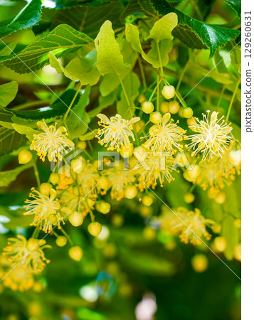 Close-up of blooming linden tree flowers with vibrant yellow stamens and lush green foliage Close-up of blooming linden tree flowers with vibrant yellow stamens and lush green foliage 129260631