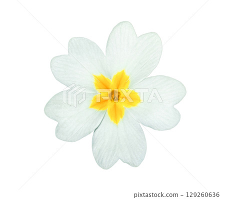 English primrose small flower isolated on white background English primrose small flower isolated on white background 129260636
