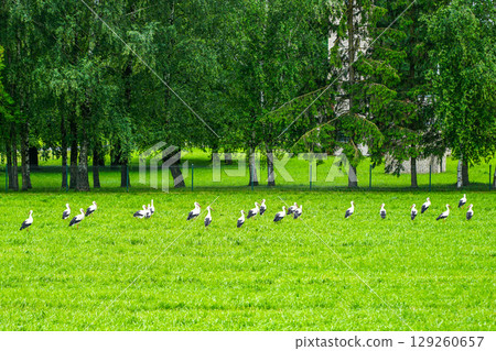 Flock of White Storks Grazing Peacefully on a Green Meadow Near a Forest Edge in a Rural Countryside Flock of White Storks Grazing Peacefully on a Green Meadow Near a Forest Edge in a Rural Countryside 129260657