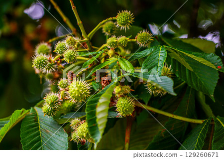 Close-Up of Green Spiky Horse Chestnut Fruits Growing on Tree Branch with Lush Leaves in Summer Close-Up of Green Spiky Horse Chestnut Fruits Growing on Tree Branch with Lush Leaves in Summer 129260671