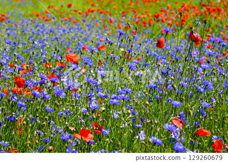 Vibrant Bloom of Blue Cornflowers and Red Poppies in a Summer Meadow Vibrant Bloom of Blue Cornflowers and Red Poppies in a Summer Meadow 129260679