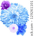 blue chrysanthemum flower bouquet isolated on white background 129261101