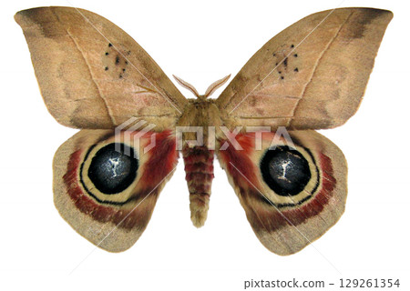 A detailed view of a vibrant Automeris randa Saturnia butterfly showcasing its intricate patterns. The striking colors emphasize its wings, highlighting its beauty and uniqueness. 129261354