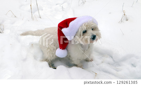 A small white west terrier dog enjoys the snowy outdoors while wearing a festive red Santa Claus hat. The scene captures the playful spirit of winter and holiday cheer. A small white west terrier dog enjoys the snowy outdoors while wearing a festive red Santa Claus hat. The scene captures the playful spirit of winter and holiday cheer. 129261385