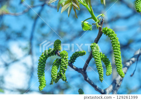 Walnuts blossoms tree in spring light garden by blue sky, selective focus 129261399