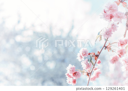 Soft blossoms sakura in spring garden. Beauty pink chinese cherry by blurred blue bokeh backdrop 129261401