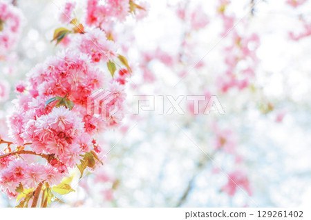Blossoms spring garden background. Pink japanese cherry tree, soft focus Blossoms spring garden background. Pink japanese cherry tree, soft focus 129261402