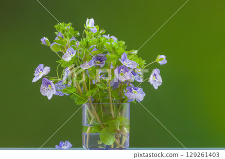 Little Veronica Georgia blue flowers bouquet in vase on green background, selective focus Little Veronica Georgia blue flowers bouquet in vase on green background, selective focus 129261403