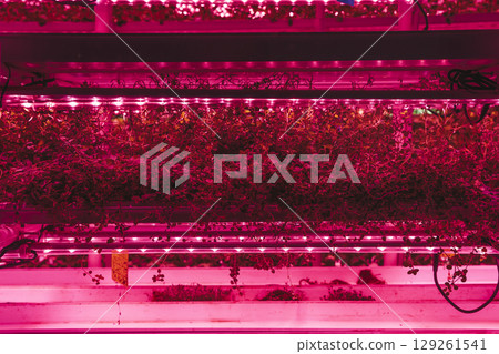 Agriculture greenhouse. Hydroponic growth technology farm garden. Innovation farming and sustainable cultivation concept.  129261541