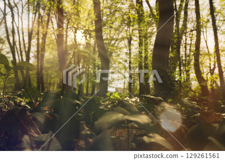 Sunlight filters through trees in a lush green forest during daylight hours. Copy space wallpaper. Sunlight filters through trees in a lush green forest during daylight hours. Copy space wallpaper. 129261561