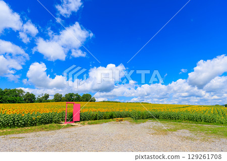 Sunflower field and pink door 129261708