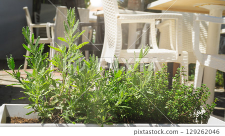 Urban gardening promotes sustainability and resource efficiency in community spaces 129262046