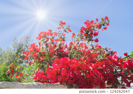 Bright bougainvillea blooms flourish under the summer sun in a vibrant garden Bright bougainvillea blooms flourish under the summer sun in a vibrant garden 129262047