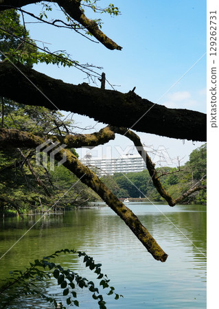 樹反射在水的表面上 129262731