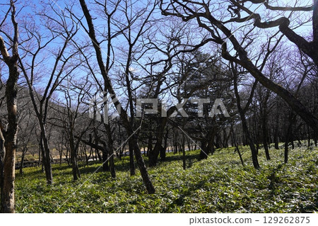 11月的角萬渕瀑布(群馬縣前橋市) 11月的角萬渕瀑布(群馬縣前橋市) 129262875