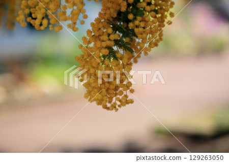 Vivid silver acacia flowers in full bloom 129263050