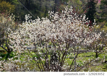 Juneberry flowers in full bloom 129263052