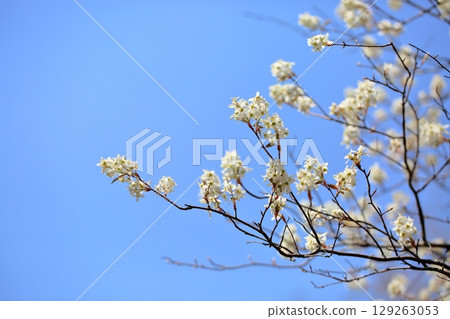 春天的消息:六月莓花盛開 春天的消息:六月莓花盛開 129263053