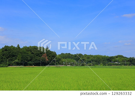 Refreshing countryside scenery in summer Refreshing countryside scenery in summer 129263332