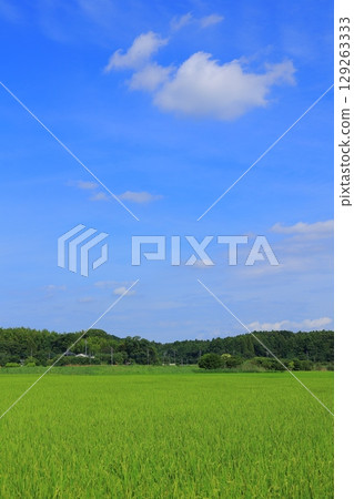 夏日清爽的田園風光 129263333