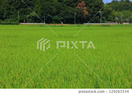 Refreshing countryside scenery in summer 129263334