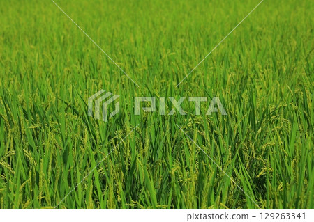 Refreshing countryside scenery in summer Refreshing countryside scenery in summer 129263341