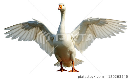 A Sebastopol goose stands proudly with its wings spread, showcasing its striking white body and long curly feathers. This captivating bird highlights the unique features of its breed. 129263346