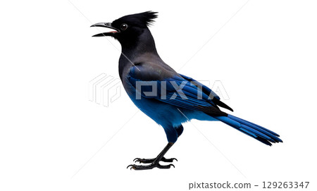 Featuring a Steller's jay, this bird showcases its stunning blue body and black crest, standing in a determined pose with wings drawn back, against a clean background. 129263347