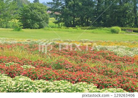 Summer Azumino Chihiro Park Summer Azumino Chihiro Park 129263406