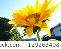Sunflowers blooming under the summer sun 129263408
