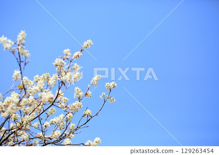 News of Spring: Juneberry flowers in full bloom 129263454