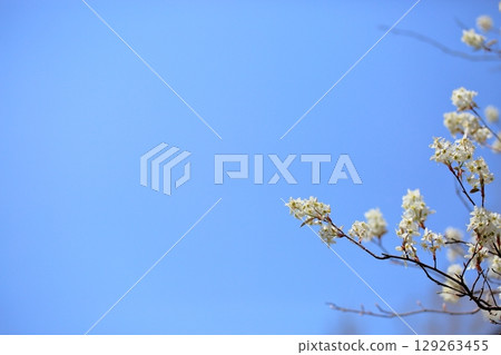 春天的消息:六月莓花盛開 春天的消息:六月莓花盛開 129263455